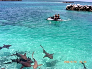 Sharks - Highborne Cay, Exumas